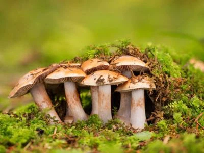 ergothioneine ergothioneine